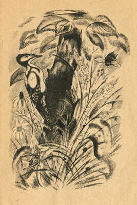 Бианки В. Чей нос лучше? / Рис. Е. Рачева. М.: Детиздат ЦК ВЛКСМ, 1938.